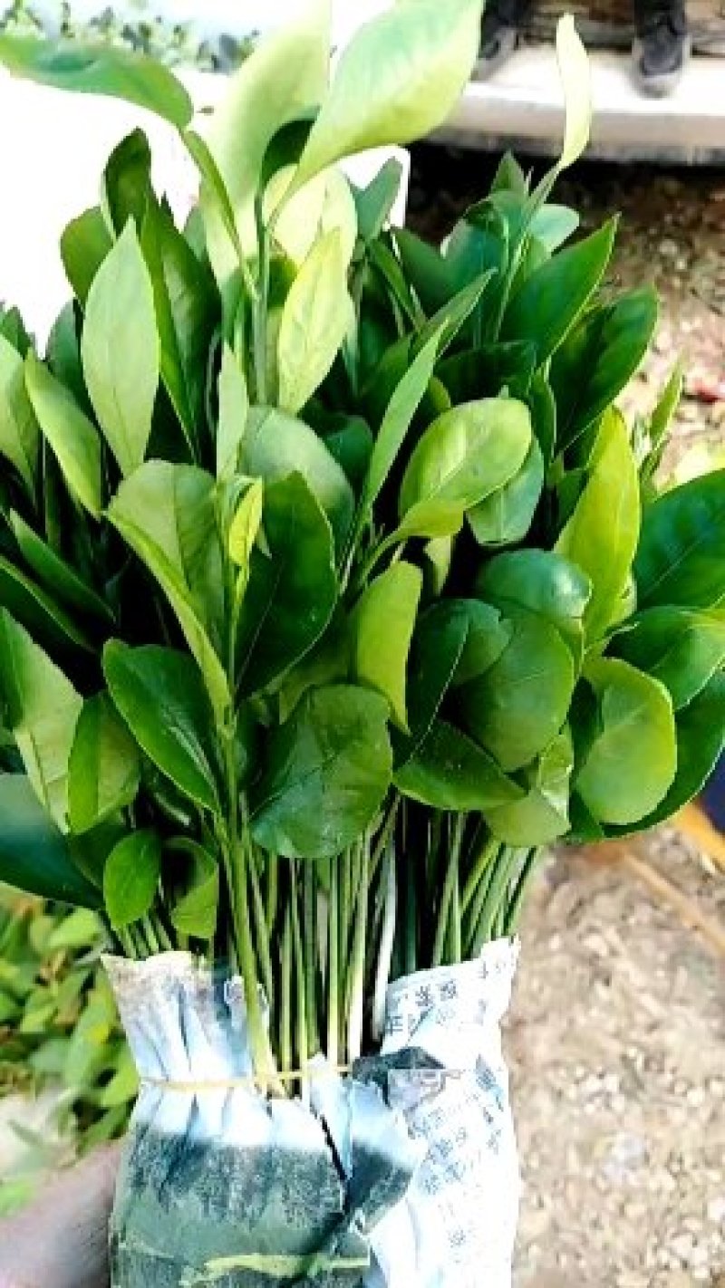 柚子苗柚子小苗酸柚子芽苗，当年酸柚大苗