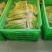 陕西安康野山笋鲜笋净菜上车保鲜发货按需分拣打包供应餐饮酒店