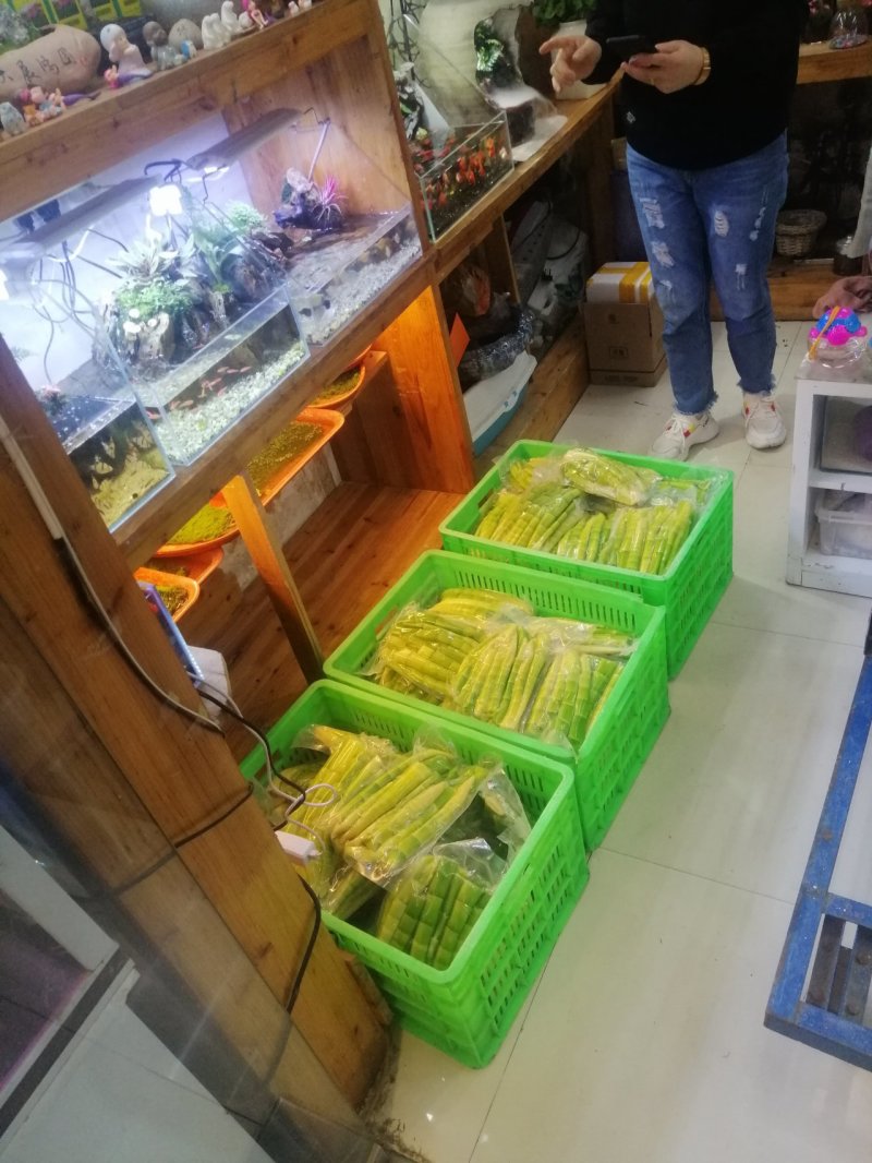 陕西安康野山笋鲜笋净菜上车保鲜发货按需分拣打包供应餐饮酒店
