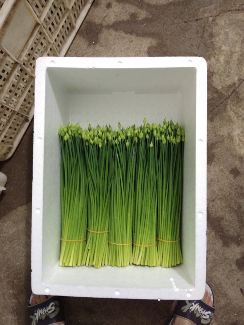 韭菜花长期有货，欢迎各位老板前来订购。