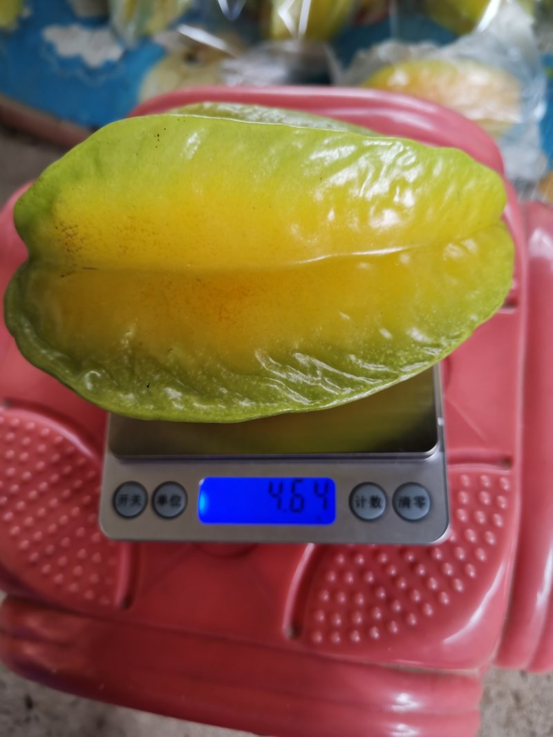 清甜爽口，汁多无渣，产期时间长，欢迎各大电商批发商合作