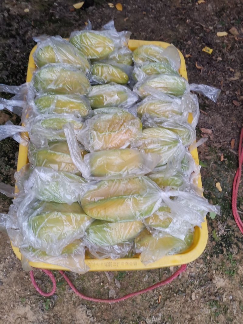 清甜爽口，汁多无渣，产期时间长，欢迎各大电商批发商合作