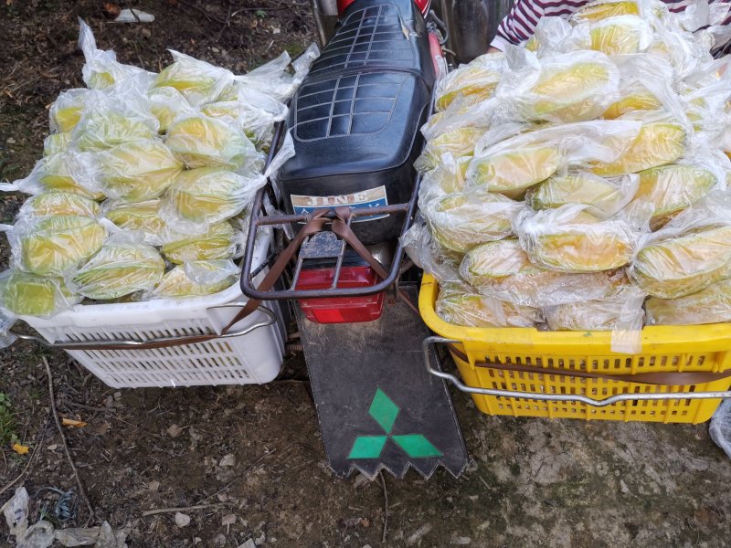 清甜爽口，汁多无渣，产期时间长，欢迎各大电商批发商合作