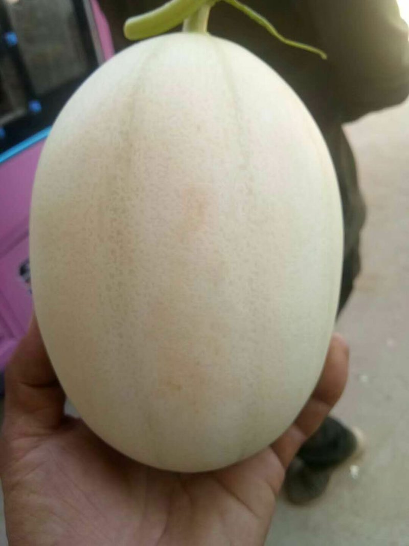 菏泽甜红玉甜瓜甜度有保证量大优惠欢迎各地客商咨询选