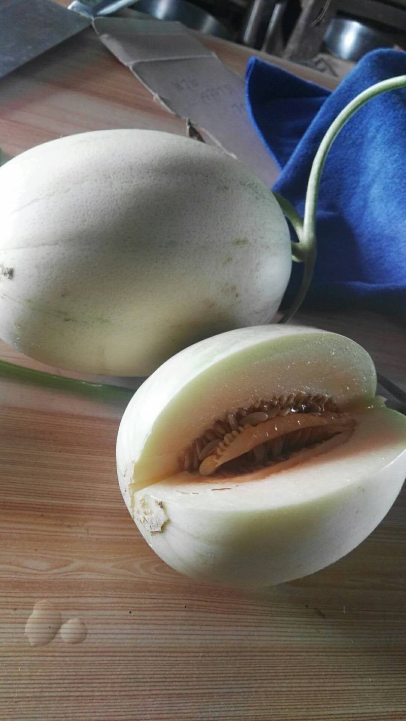 菏泽甜红玉甜瓜甜度有保证量大优惠欢迎各地客商咨询选