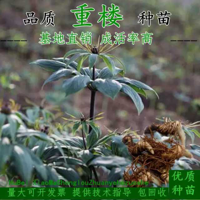 重楼种苗七叶一枝花苗滇重楼华重楼种苗