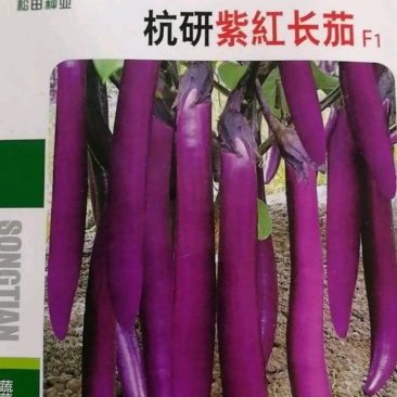长茄种子杭研紫红长茄种子长势强抗性好坐果能力强