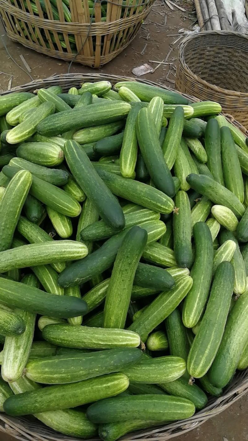 燕白黄瓜，自种自销，保质保量。