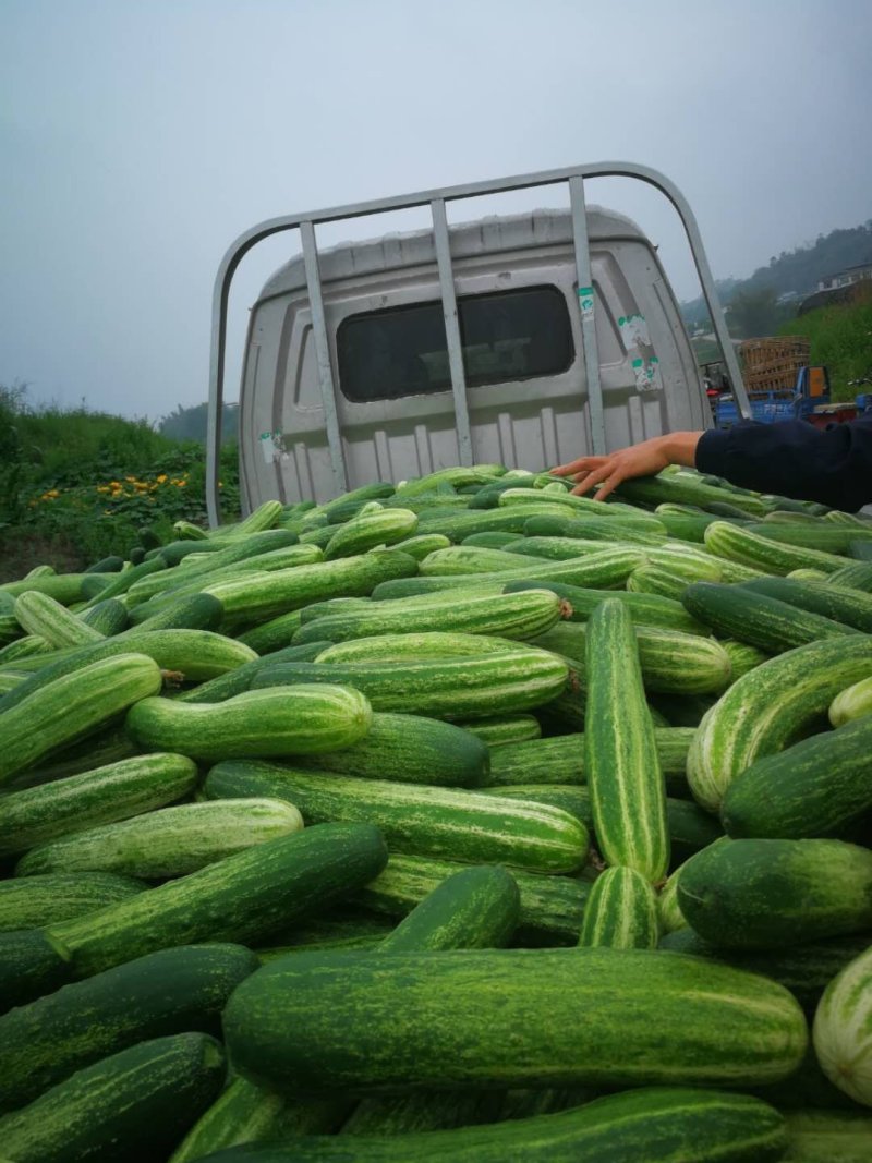 燕白黄瓜，自种自销，保质保量。