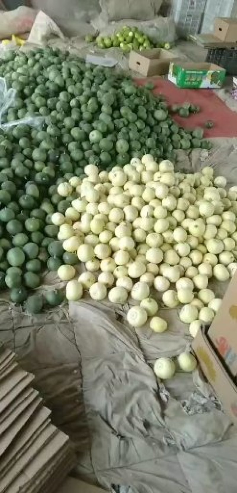 甜瓜黄金密大量上市中