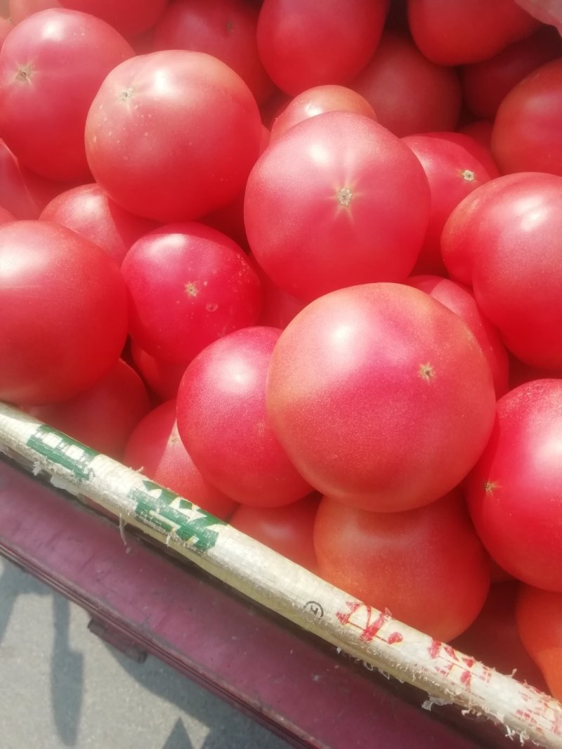 硬粉西红，大量供应，量大从优。