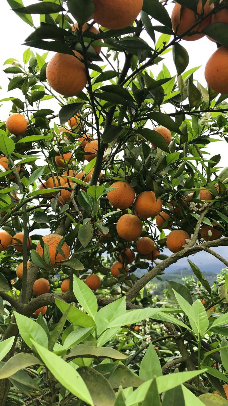 夏天的夏橙