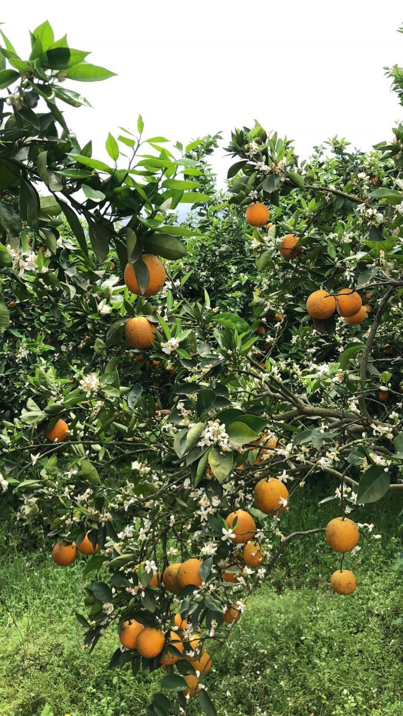 夏天的夏橙