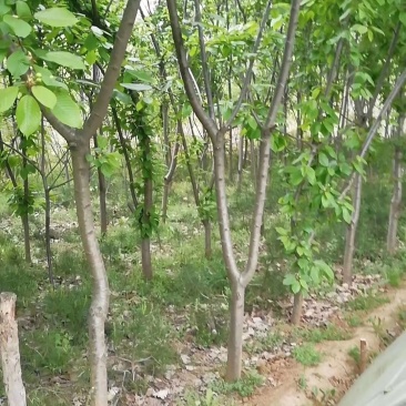 樱桃树