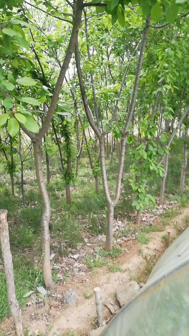 樱桃树