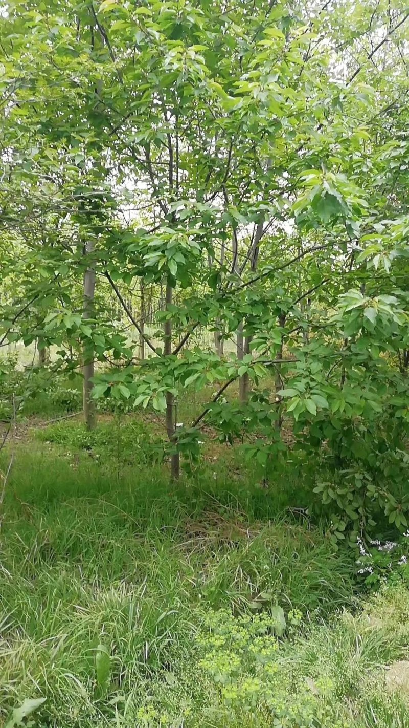 樱桃树