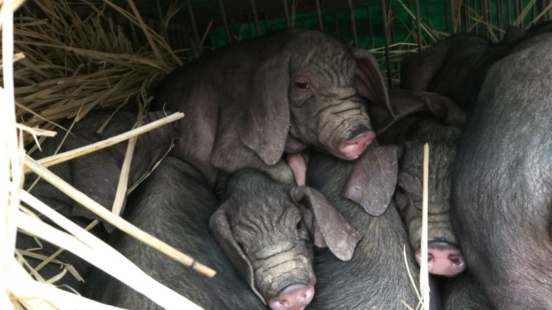 太湖原种母猪苗优价出倍