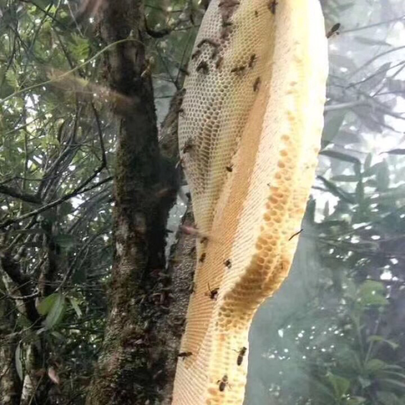 云南大山深处的野生土蜂蜜