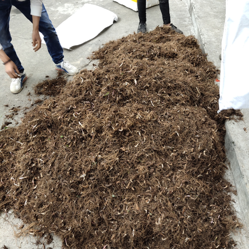 七叶一枝花种苗华重楼滇重楼种苗大量供应基地直销