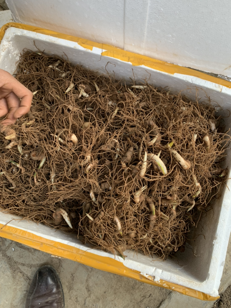 七叶一枝花种苗华重楼滇重楼种苗大量供应基地直销