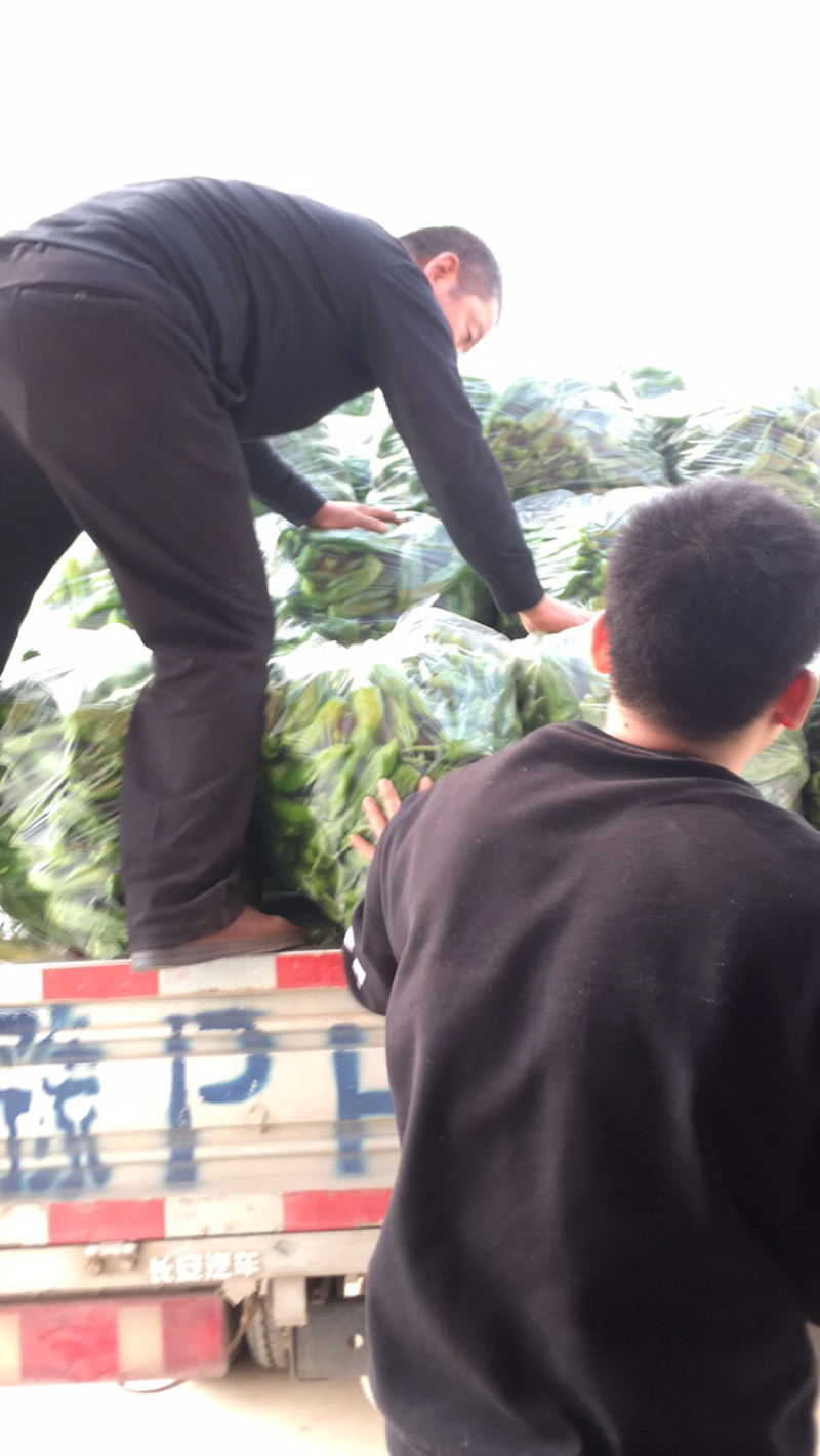 泡椒大量上市，有需要的请联系