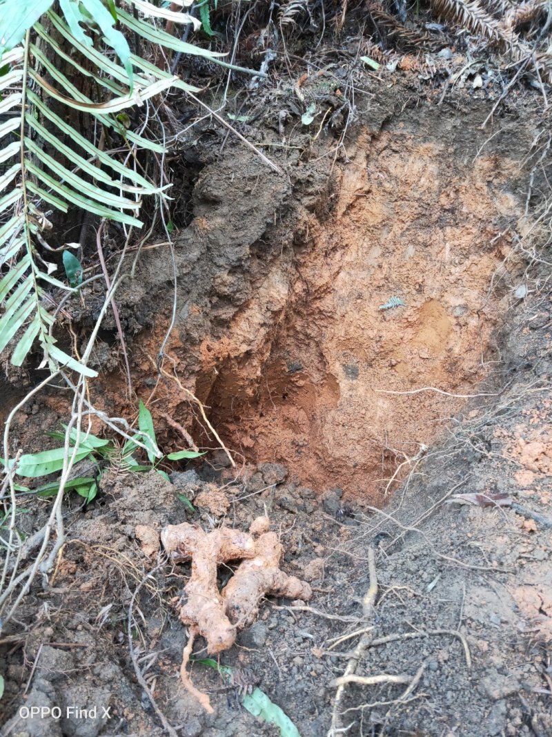 广西贺州本地野生土茯苓，当天下山鲜货3两以上大货包邮