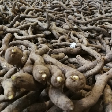 一代白魔芋种子，保底签合同回收，免费咨询提供种植技术指导