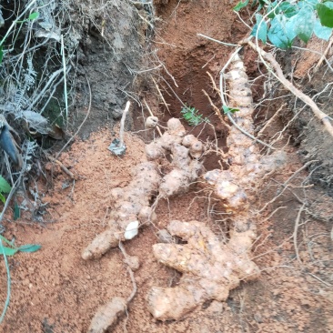 广西贺州本地野生土茯苓，当天下山鲜货3两以上大货包邮