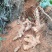广西贺州本地野生土茯苓，当天下山鲜货3两以上大货包邮