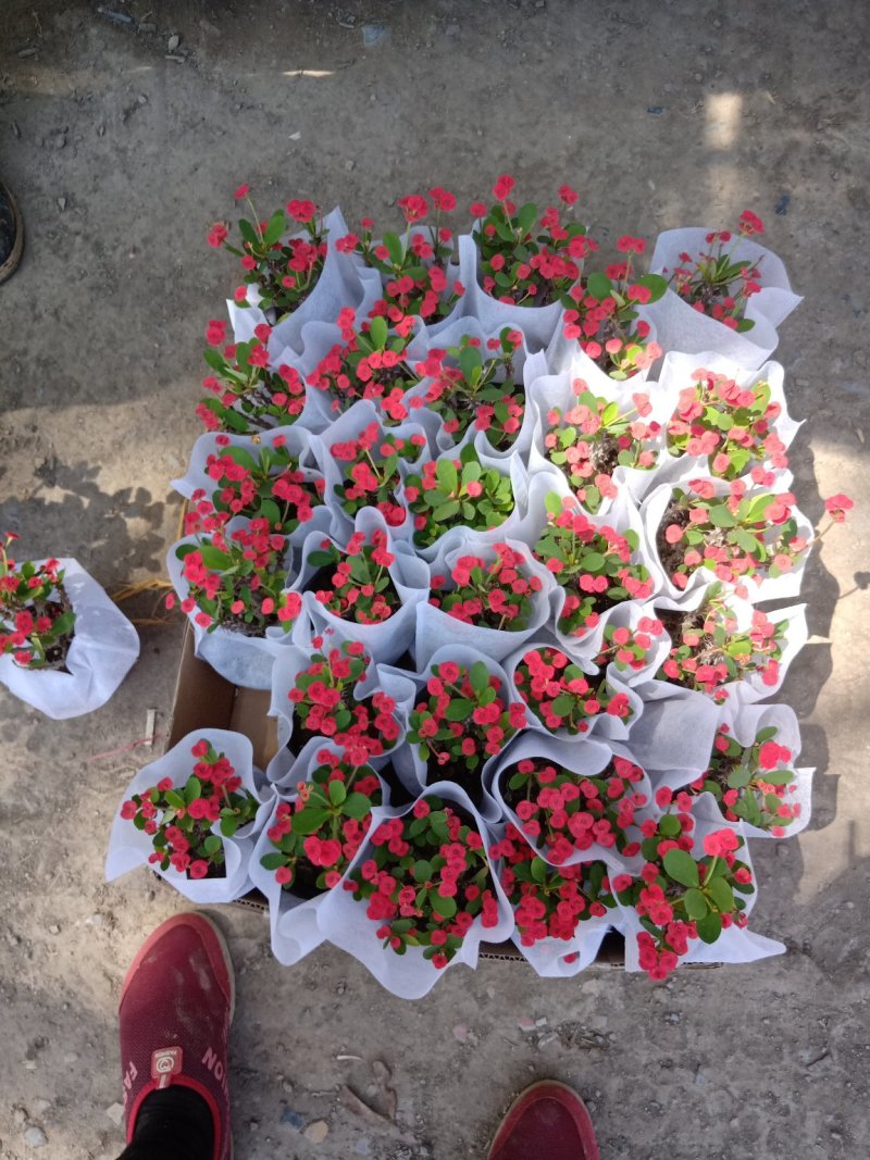 刺梅，虎刺梅基地直销，货源充足质量保证，