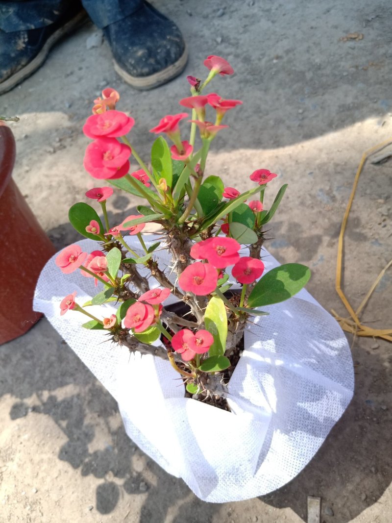 刺梅，虎刺梅基地直销，货源充足质量保证，