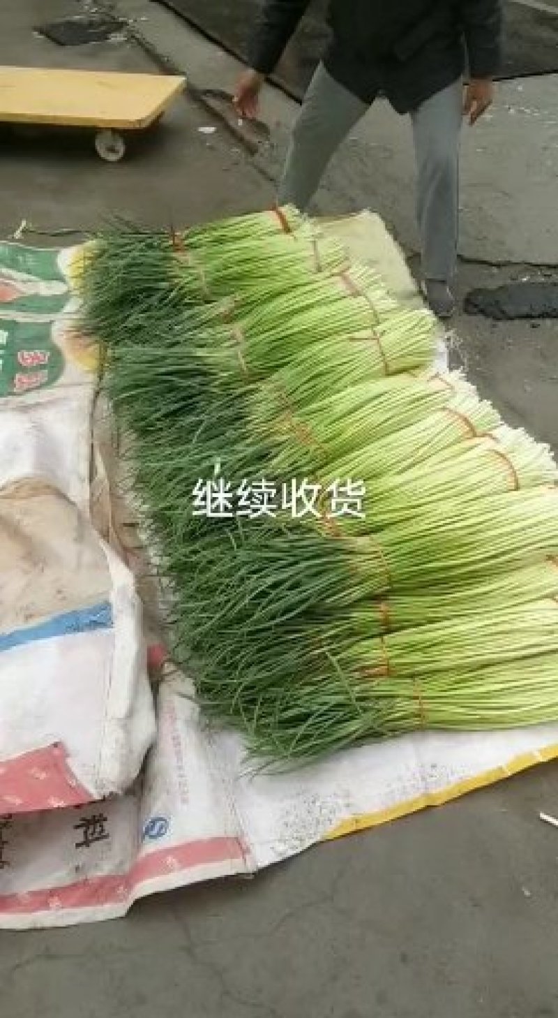 精品白帽蒜薹大量供应，干苔，不泡水长度70以上，诚信经营