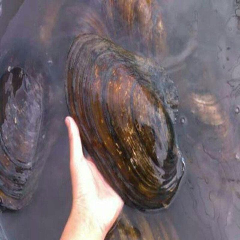 河蚌肉，产地直供，质优价实，品质保证支持线上交易保障