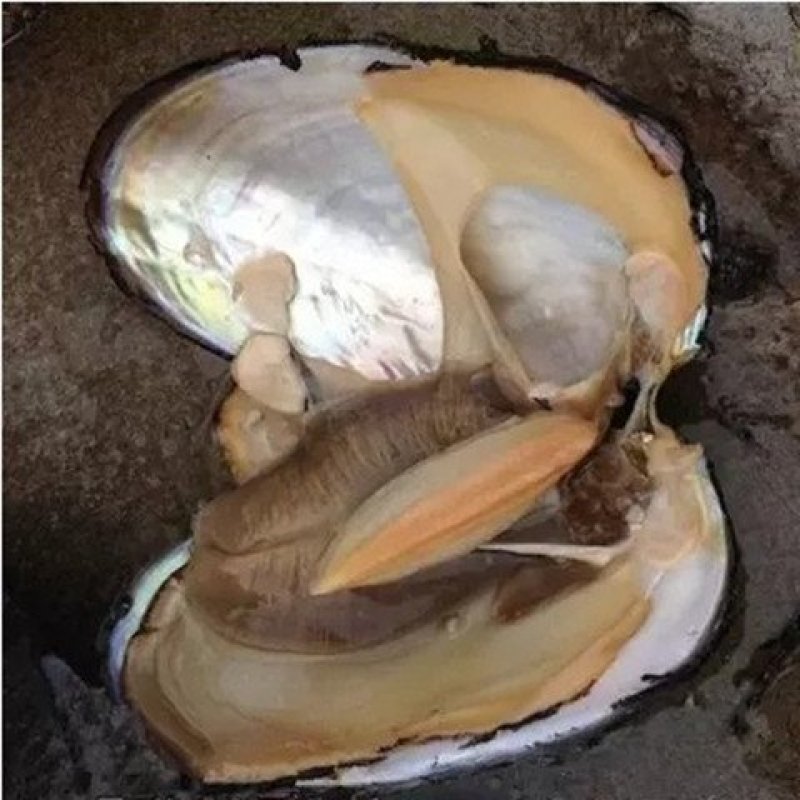 河蚌肉，产地直供，质优价实，品质保证支持线上交易保障
