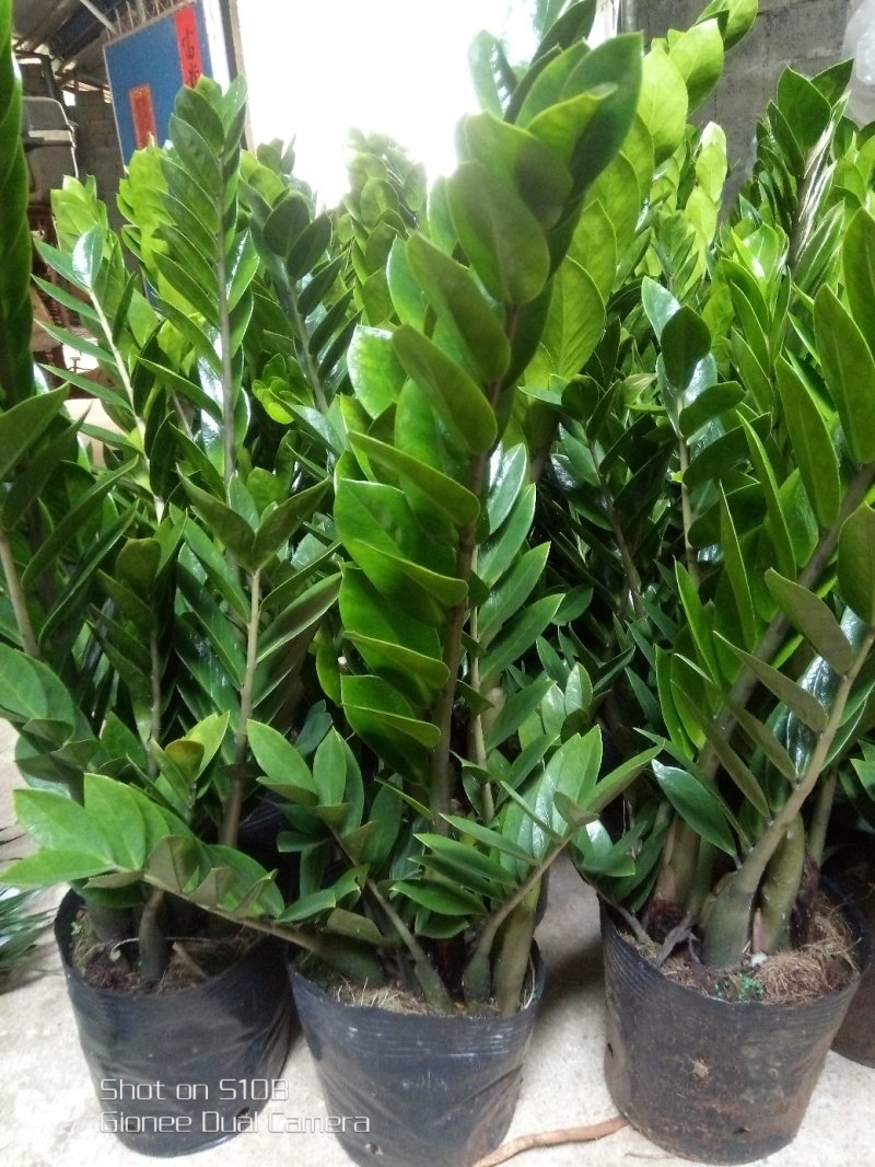 富贵竹10cm以上