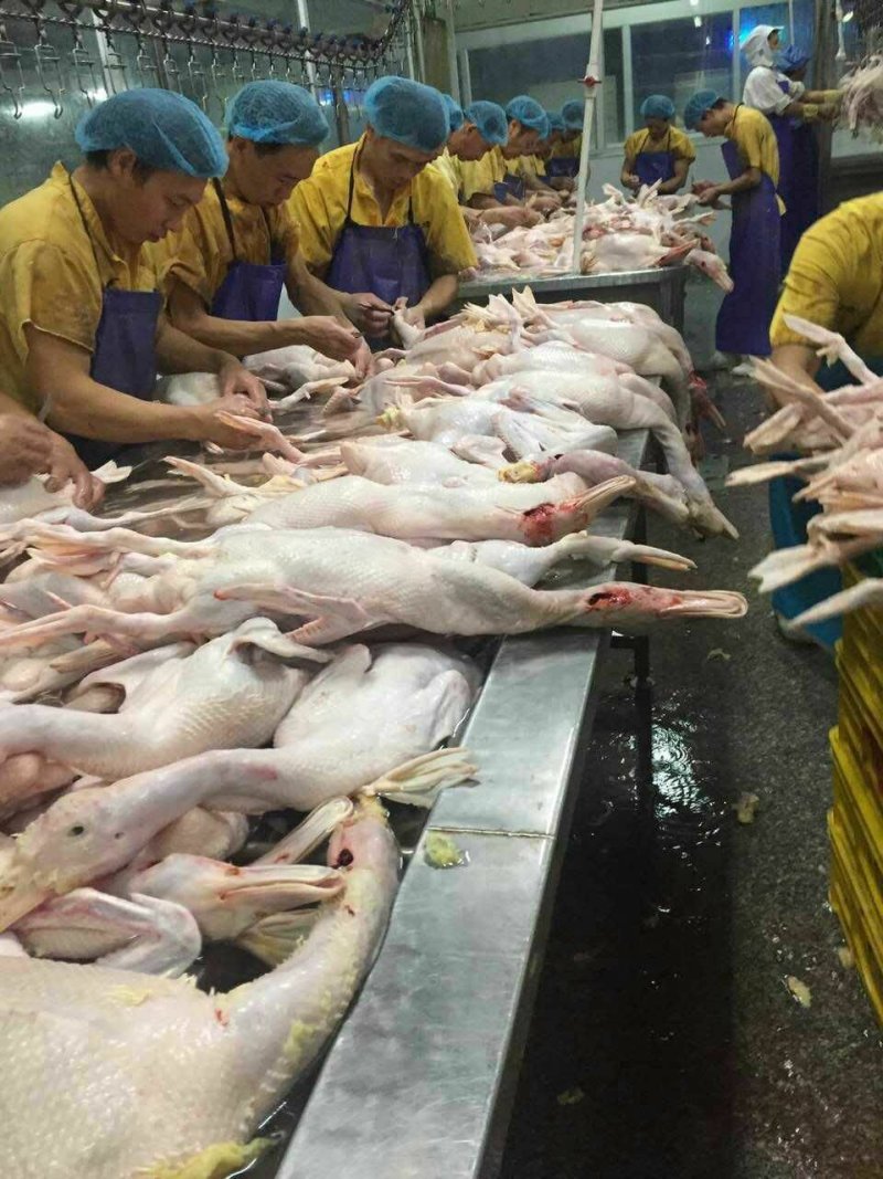 白条鸭