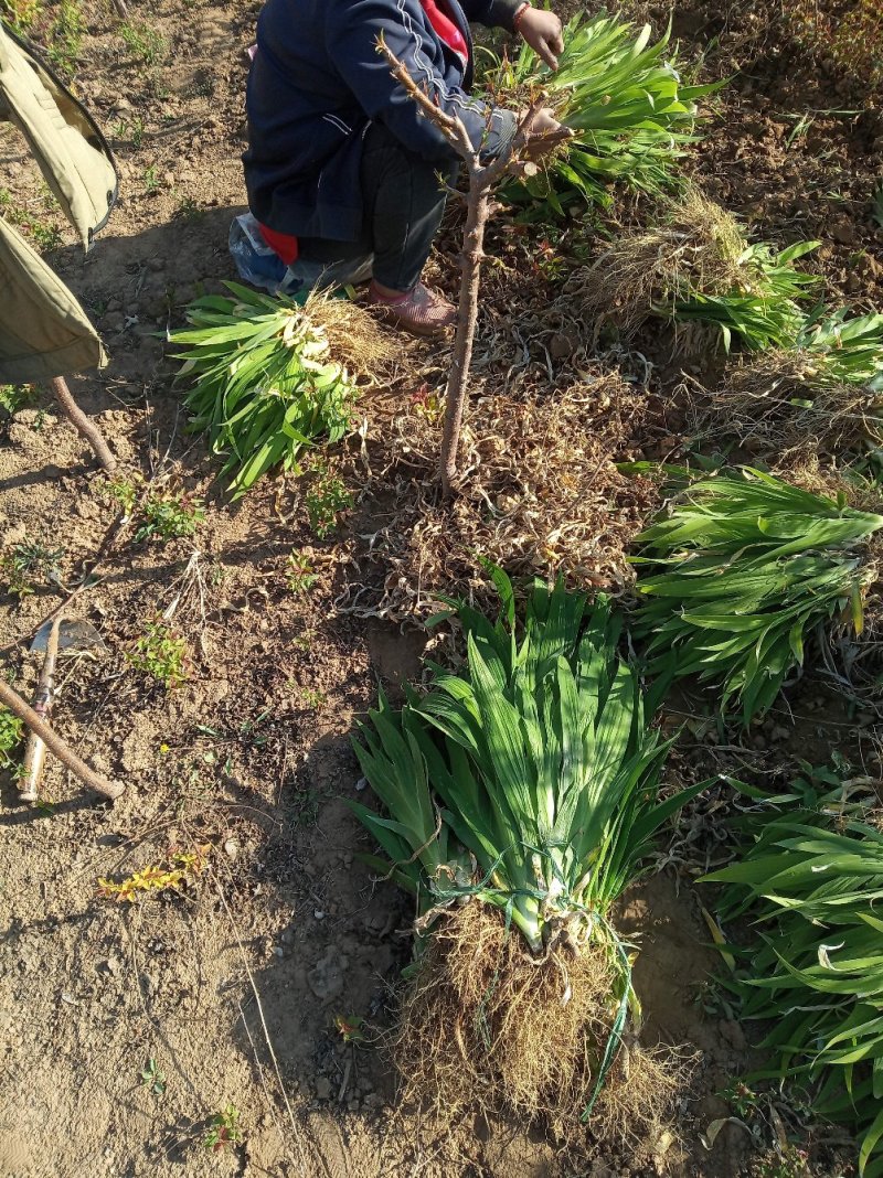 蓝花鸢尾无病虫害颜色鲜绿