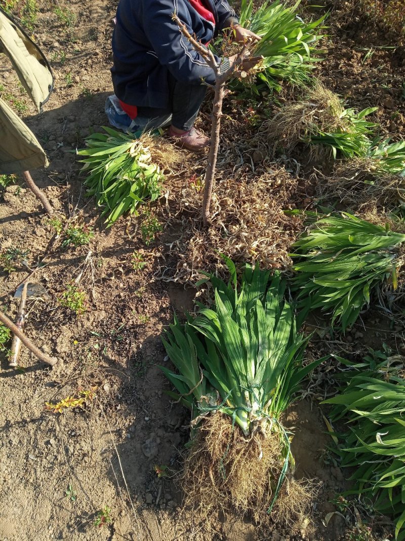 蓝花鸢尾无病虫害颜色鲜绿