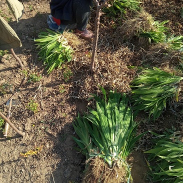 蓝花鸢尾无病虫害颜色鲜绿