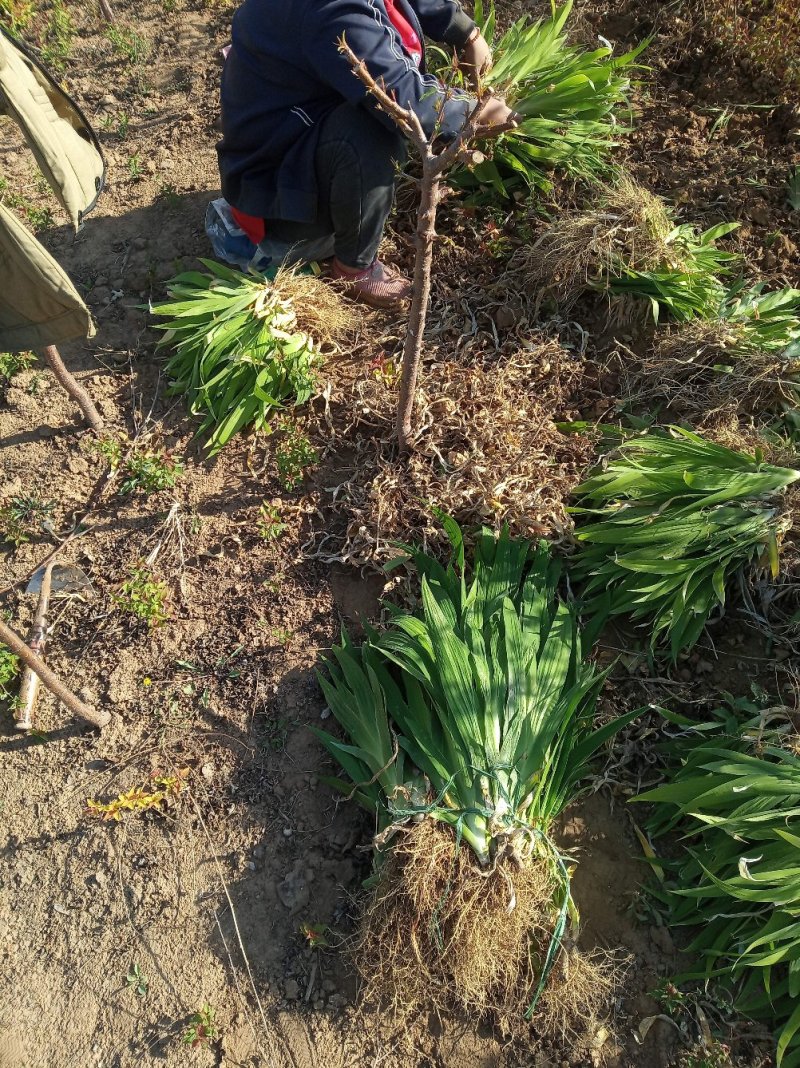 蓝花鸢尾无病虫害颜色鲜绿