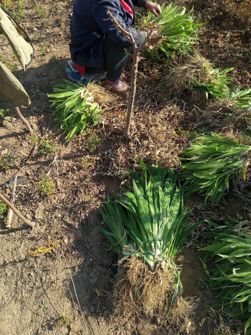 蓝花鸢尾无病虫害颜色鲜绿