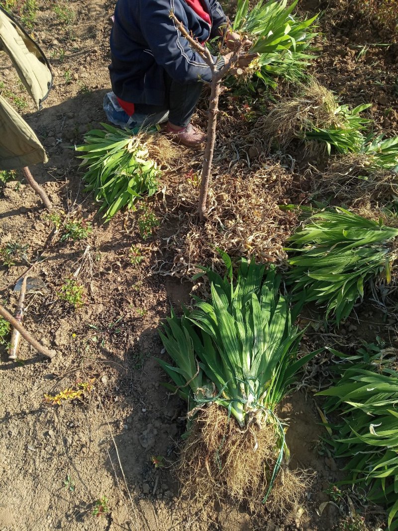蓝花鸢尾无病虫害颜色鲜绿