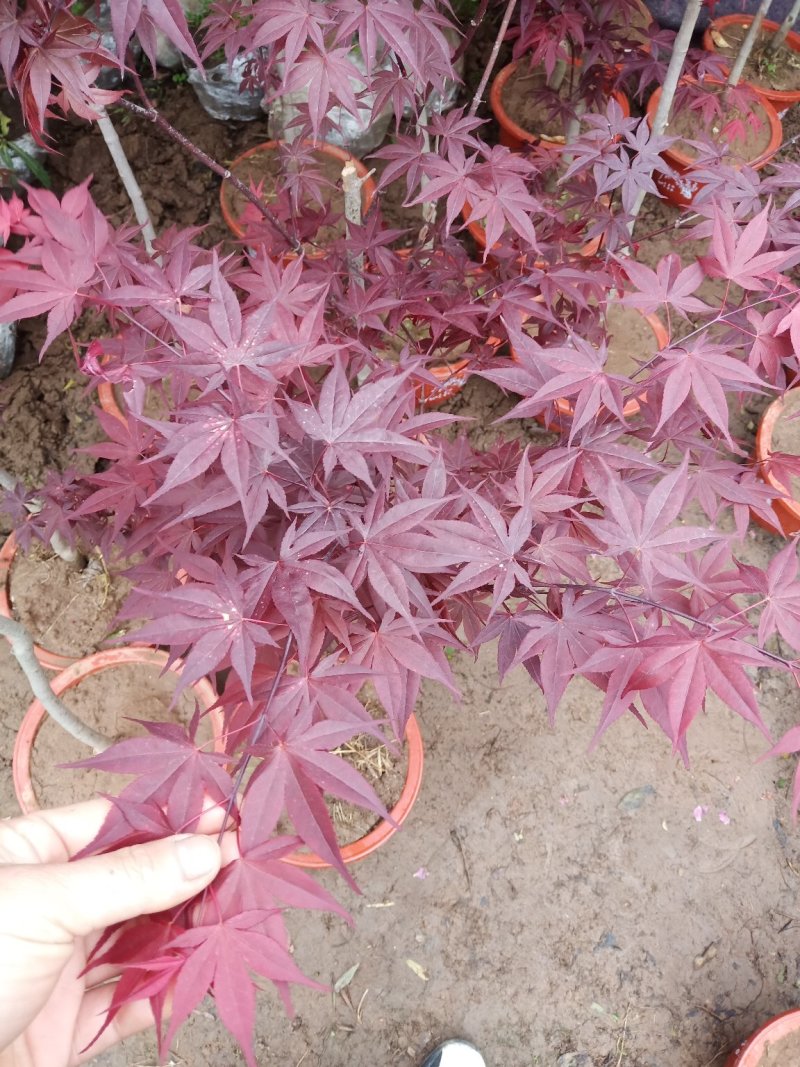 红枫精品日本红枫颜色鲜红现挖现卖包成活自产自销