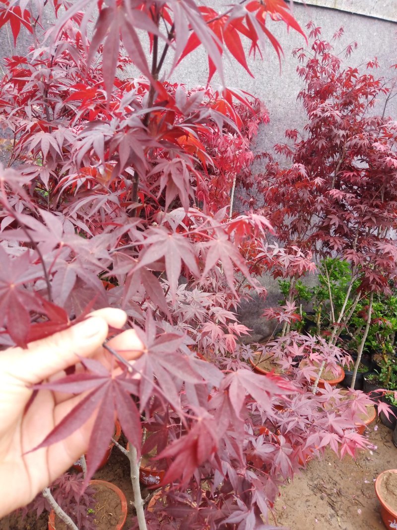 红枫精品日本红枫颜色鲜红现挖现卖包成活自产自销