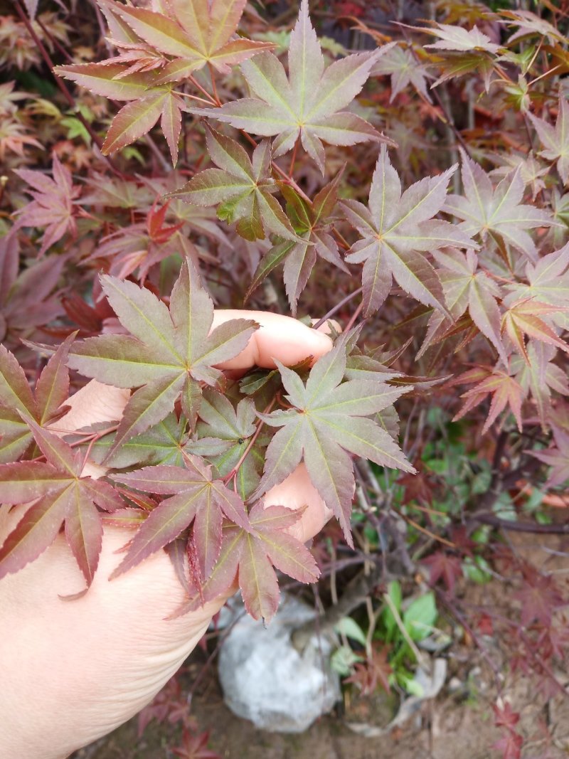 红枫精品日本红枫颜色鲜红现挖现卖包成活自产自销