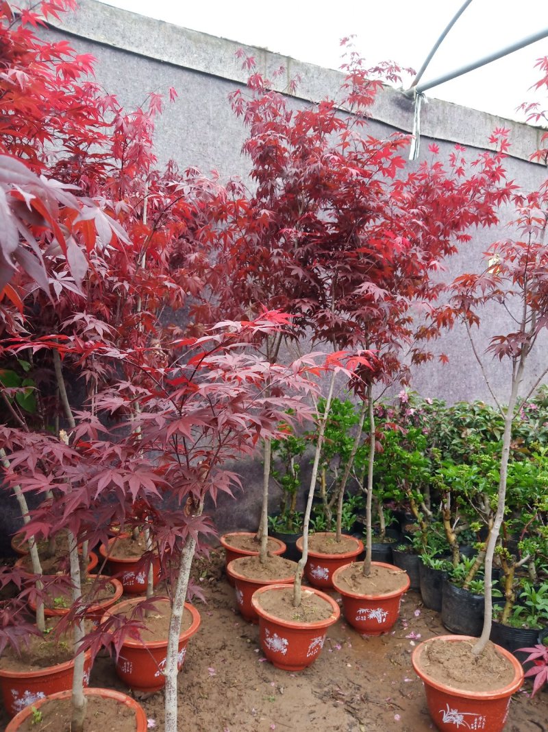 红枫精品日本红枫颜色鲜红现挖现卖包成活自产自销