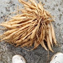 云南野生百部，纯野生的，数量不多需要的请