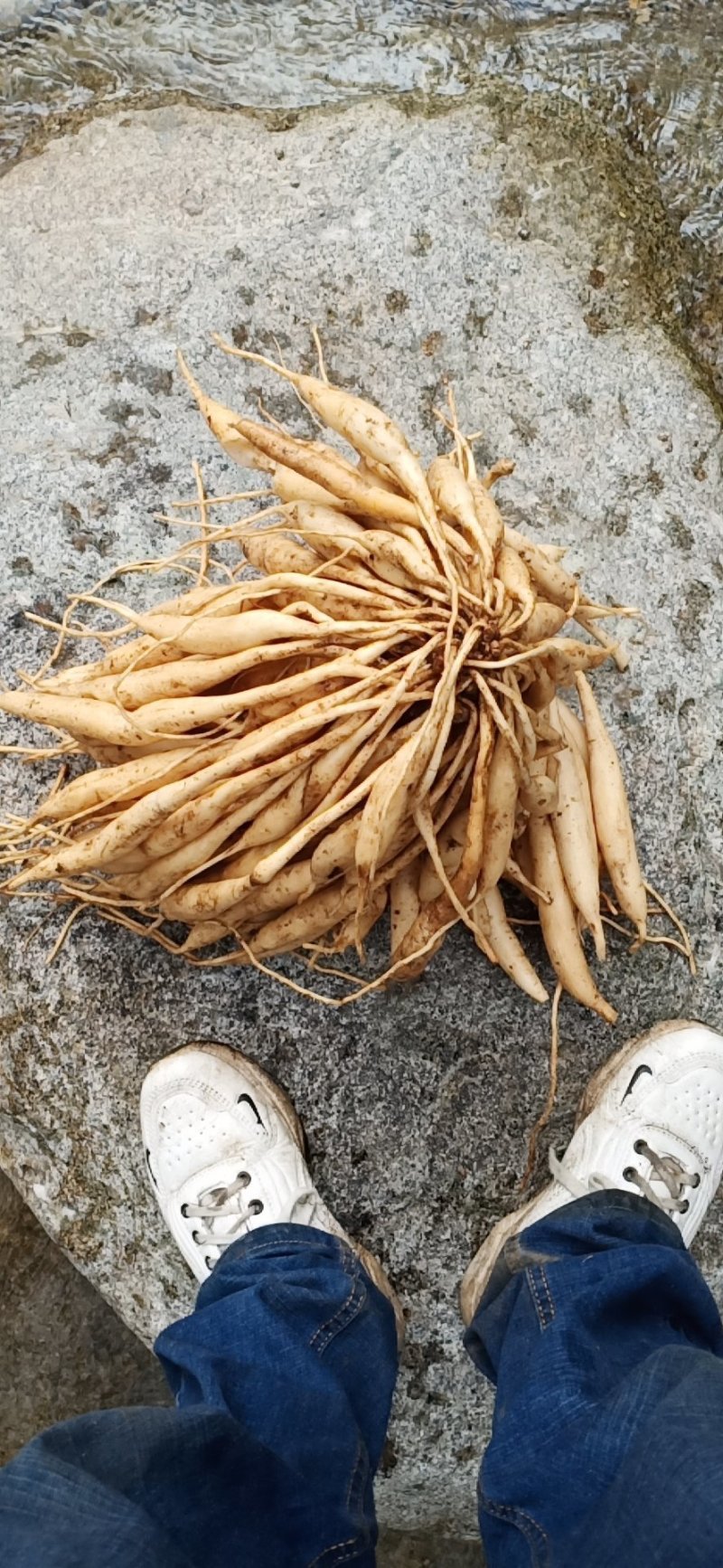 云南野生百部，纯野生的，数量不多需要的请联系