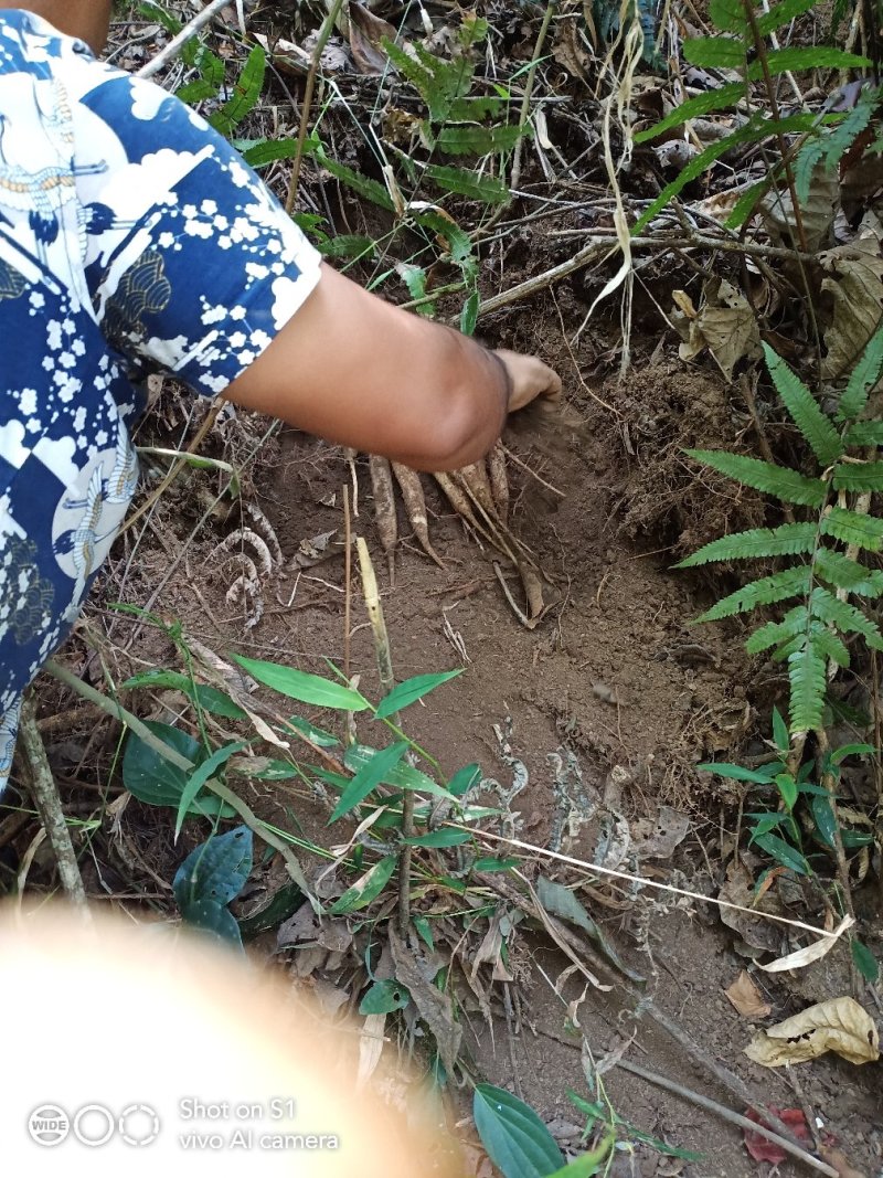 云南野生百部，纯野生的，数量不多需要的请联系