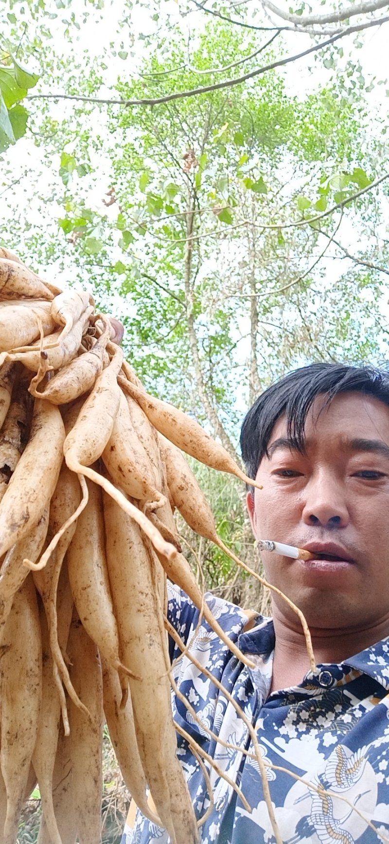 云南野生百部，纯野生的，数量不多需要的请联系